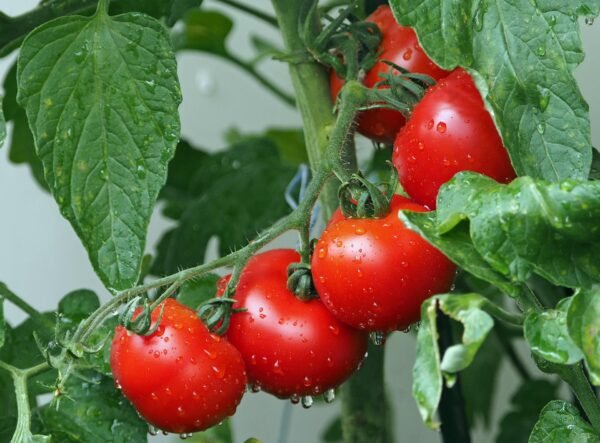 Tomatoes (1 kg, 250 g, 500g)