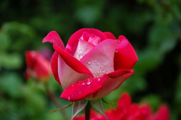 Rose (2-Nos)