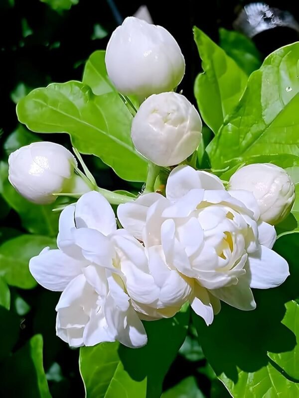 Jasmine (250 g)