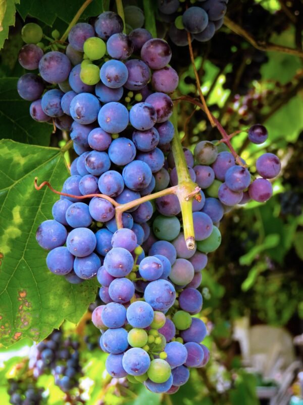 Black Grapes (500g)